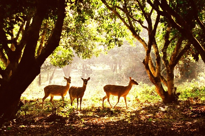 Wild Adventure Tour to Cuc Phuong - Ninh Binh 